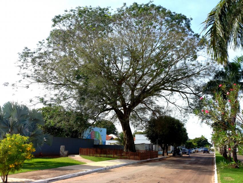 Arborização Urbana